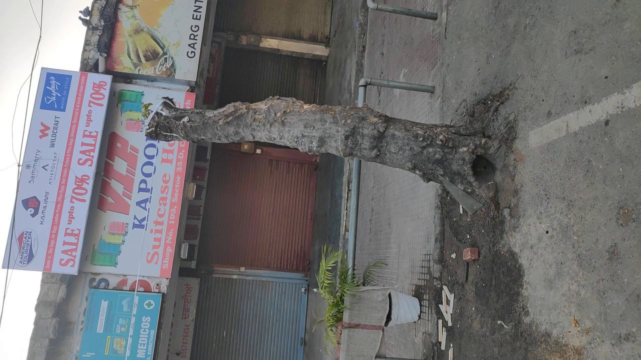 Modern way murder of tree YouTube