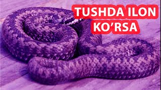 Tushda ilon  ko'rsa vanga tabiri | tush tabrlari