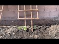 Garden 2021 update #4