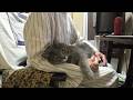 春の穏やかな日、甘えん坊猫とばーばとみんなで過ごす幸せな時間｜猫との暮らし