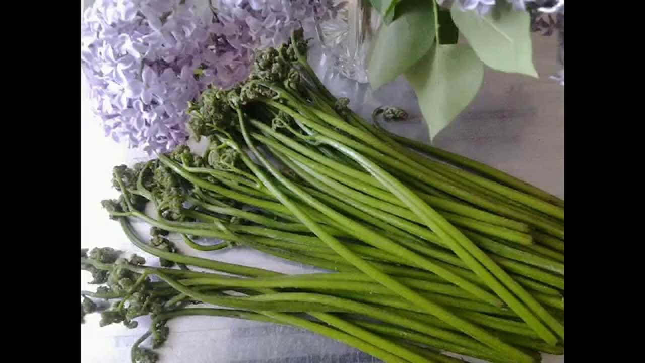 Как приготовить ЖАРЕНЫЙ ПАПОРОТНИК