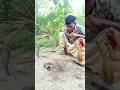 Techniques for taming rats #survival #agriculture #rathunter #viralvideo