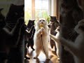 cat was singing with Mic #funnymoment #funny #funnyhe #viral #video