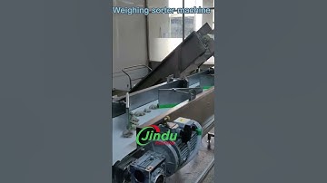 Seafood Fish Industry Oyster Shrimp Weight Grading Sorting Machine  #weighingsystem #gradingsystem