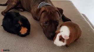 Pit Bull Mix Unlikely Best Friends With Guinea Pig Sisters