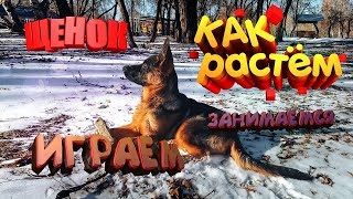 Щенок немецкой овчарки Дум Как растём занимаемся и играем Щенок немецкой овчарки Дум Как растём занимаемся и играем