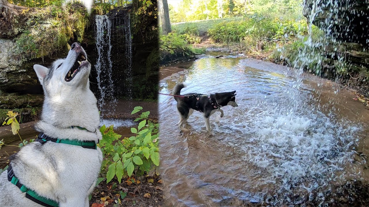 Huskies go UNDER a Waterfall