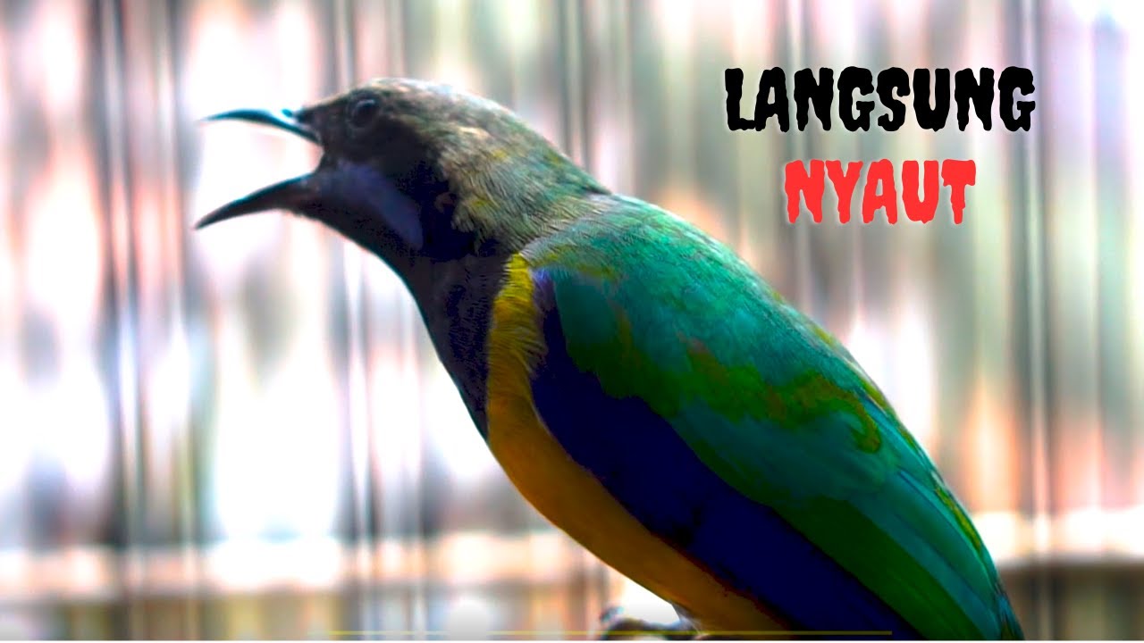 Cungkok Gacor Cocok Buat Pancingan Cungkok Yang Stres Agar Mau Bunyi Lagi