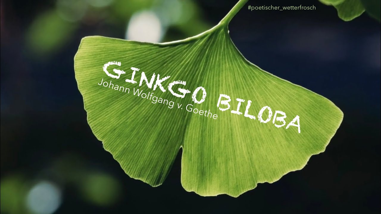 Para qué es bueno el ginkgo biloba