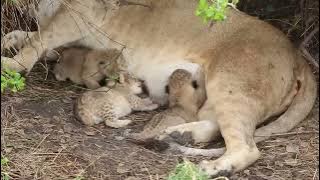 Tiny newborn lion cubs, Serengeti - African Family Safaris