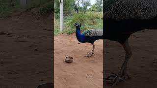 #peacock 🦚🦚 #birds 🦚🕊️ #sorts 🕊️🦚💞 #animals 🦚🥰🥰💗💐#varilshorts