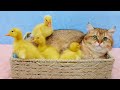 Kitten plays with duckling so cute