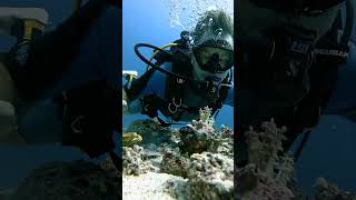 Despite their size, these fish pack a punch. venomous spines along similar to a lionfish.