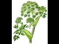 ANGELICA (Angelica archangelica) PLANTAS MEDICINALES