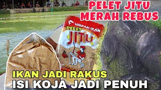 TERLALU BAHAYA ‼️ PELET JITU KALO DI REBUS IKAN JADI RAKUS ✓✓ RACIK UMPAN IKAN MAS