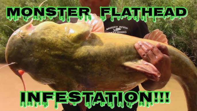 River Fishing With Bobbers For Flathead Catfish In The Daytime 
