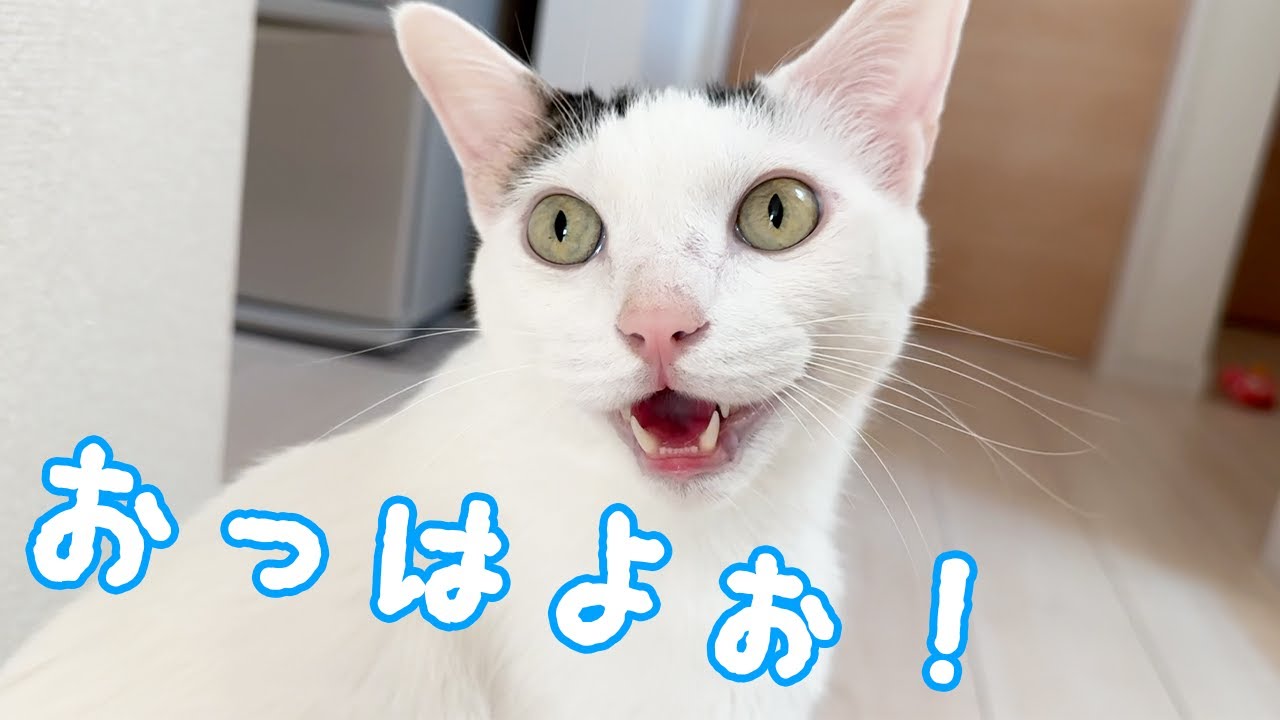 「おはよ」を何回も言ってくれるお喋り猫チロさん！