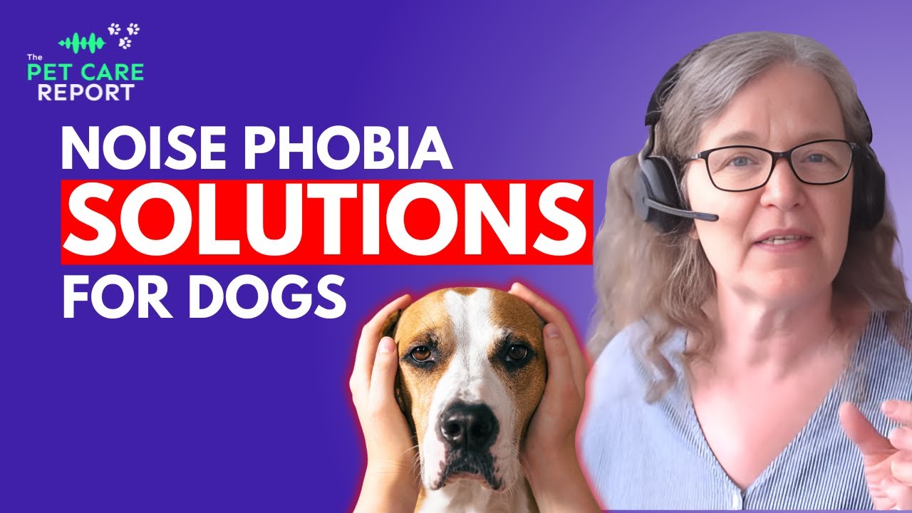 Noise Phobia: How to Help Dogs with Sound Sensitivities