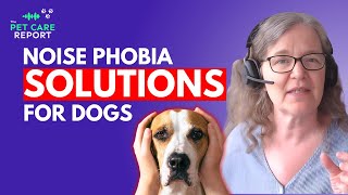 Download Lagu Noise Phobia: How to Help Dogs with Sound Sensitivities