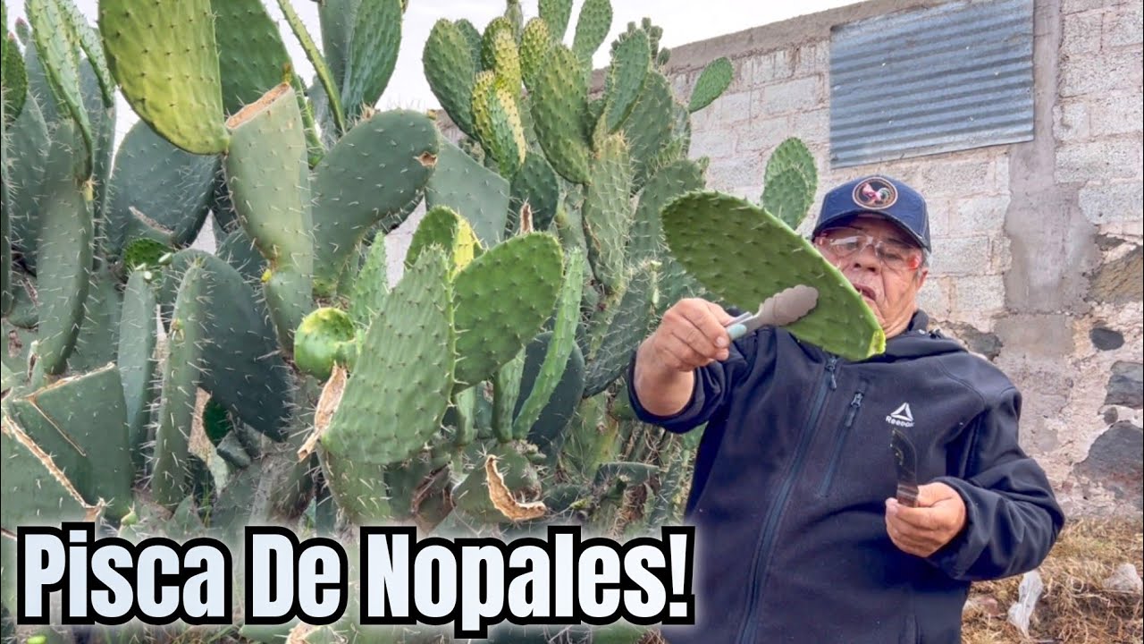 Piscando Nopales En El Campo Para Hacer Un Guiso Delicioso!