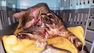 The Bengal Cat Documentary by Haris Inoue 587 views 6 years ago 2 minutes, 58 seconds