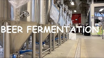 Beer Fermentation Process Explained: How Yeast Turns Sweet Wort into Beer