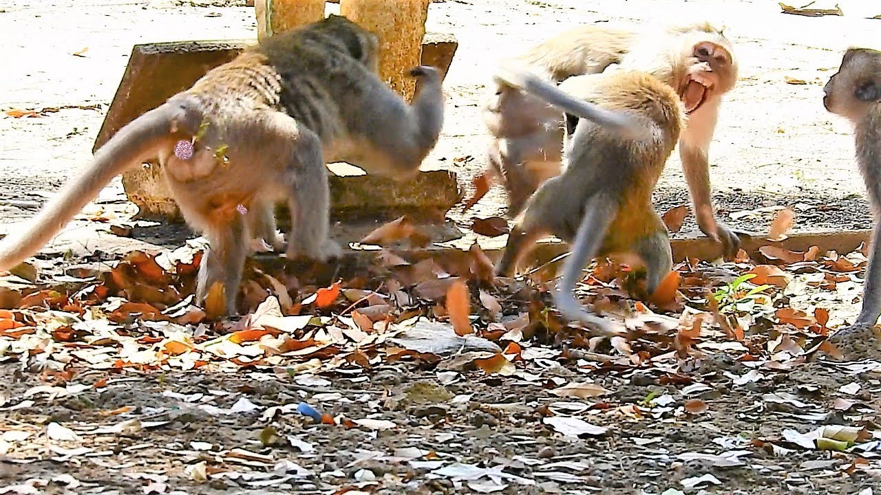 Million Pity For Adult Monkey That Tries to Run Scaping From Milo Monkey Group Actions