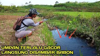 Mancing di Selokan Tengah Sawah Ikannya Masih Melimpah #LM12