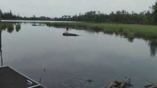 Best ever Giant Bluegill spawning video, Free Fishing Video on  by WillCFish Tips and Tricks.