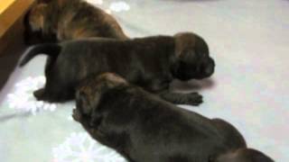 20 Day Old Empereur Glad X Athéna Litter 2 Video 2