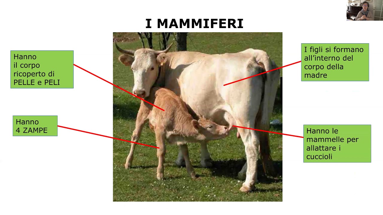 Gli animali