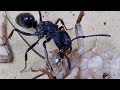 Three horizontal ants,Can the catch a cricket？ 三只横纹猛蚁，能否捕食一只蟋蟀