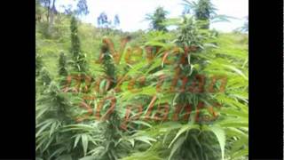 A Grower's Lot - JAPANESE DUB