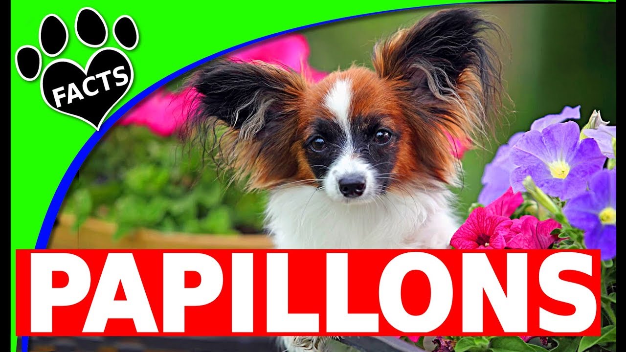 Dogs 101: Papillon - Interesting Papillon/Phalene Dog Fun Facts - Animal Facts