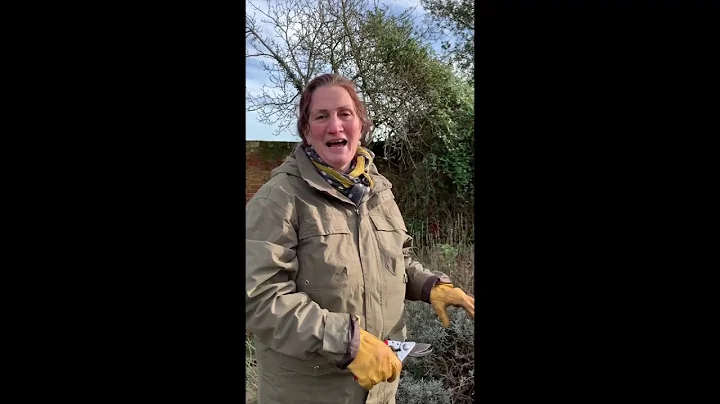 Winter Pruning of a hybrid-T Rose