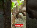 ỔI MINI SIÊU VÍP | NHÀ VƯỜN HÙNG OANH