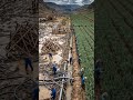 From Flood To Harvest  #FromFloodToHarvest  #TimelapseArt #NatureReborn #RuralLife#CinematicScene