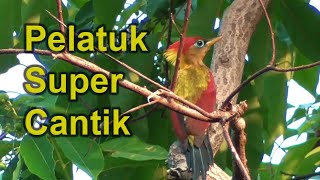 Pelatuk Sayap Merah - Crimson-winged Woodpecker