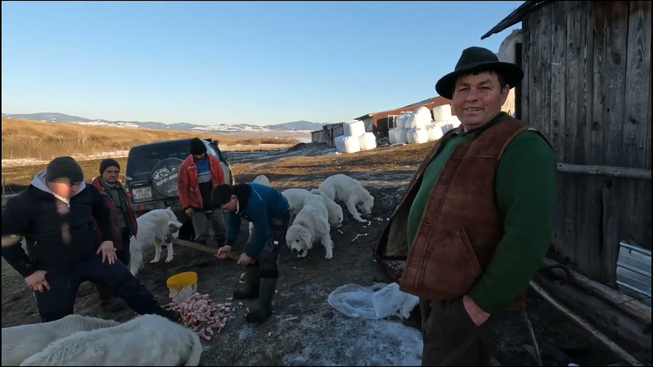 Câini Ciobănești Bălani a Lui Zoltan LASZLO din Remetea.Harghita