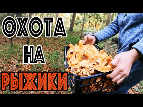 ОХОТА НА РЫЖИКИ! ГДЕ РАСТУТ РЫЖИКИ? СОБИРАЕМ РЫЖИКИ В СЕРБСКОМ ЛЕСУ! РЫЖИК - САМЫЙ ПОЛЕЗНЫЙ ГРИБ!