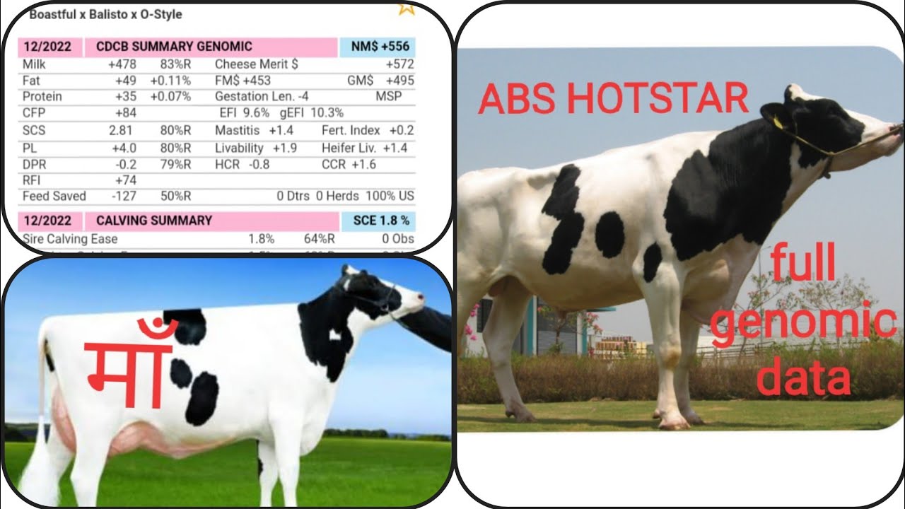 TOP HF BULL🐄ABS HOTSTAR🐄क्यों है ये बछडी (HIEFER) की AI के लिए BEST
