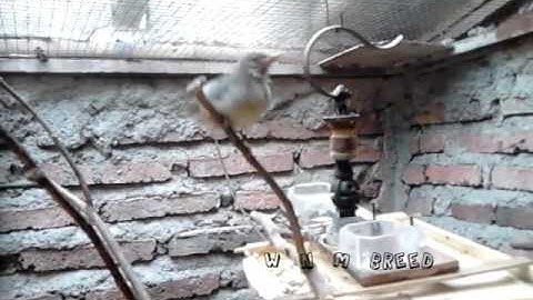 Breeding kolibri ninja