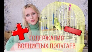 ПЛЮСЫ и МИНУСЫ СОДЕРЖАНИЯ ВОЛНИСТЫХ ПОПУГАЕВ/ ПОКУПАТЬ или НЕТ ВОЛНИСТОГО ПОПУГАЙЧИКА