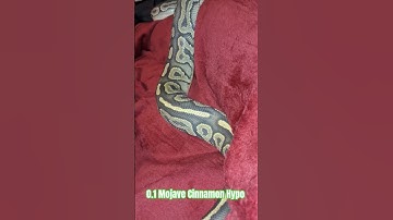 0.1 Mojave Cinnamon Hypo #mojave #cinnamon #hypo #shortsfeed #python #shorts #shortvideo #short