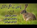 Wild hares of pakistan  status and facts of different species of wild rabbits wildlife of pakistan