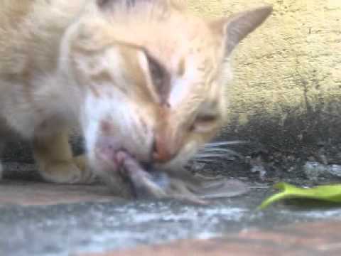 Cat eats a whole bird. - YouTube