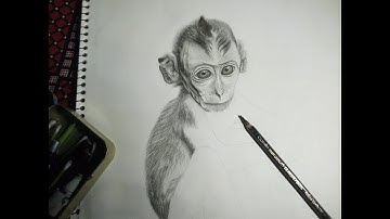 How to Draw a Monkey||Timelapse video part 1