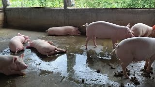 Pigs for Cutting • Gilts • Large White Yorkshire Breed • Bagdogra (Siliguri)
