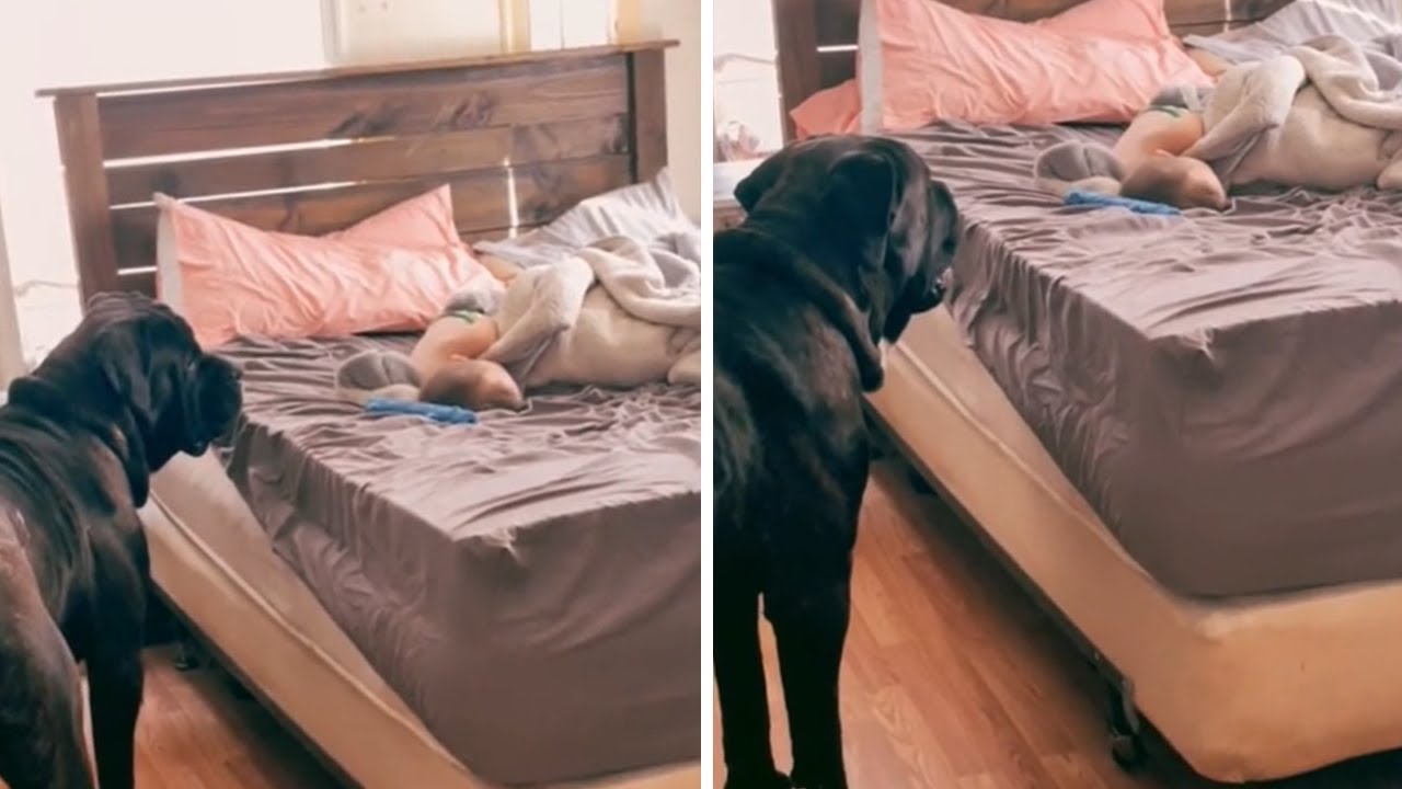 Dog determined to wake up toddler for playtime - YouTube