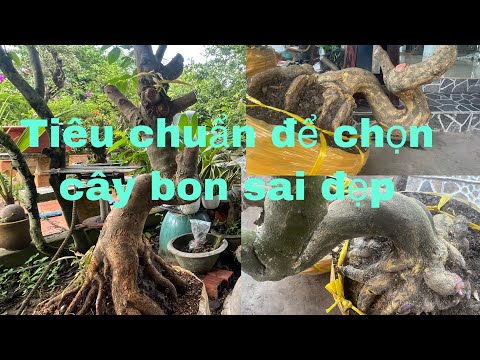 Cách lựa chọn cây ,mai bon sai ,tương lai,và chuyển thế từ cây trực thành cây bay,cho ace mới chơi